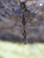 Anopheles