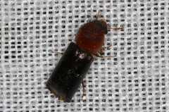 Bostrichidae