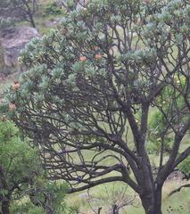 Protea roupelliae roupelliae