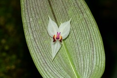 Lepanthes nicolasii