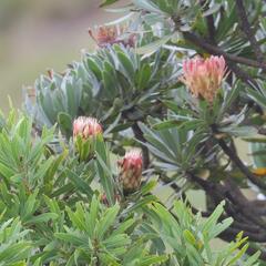 Protea roupelliae roupelliae