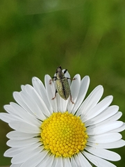 Phyllobius betulinus