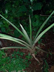 Aechmea distichantha