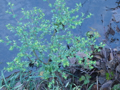 Helioscopia