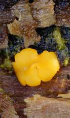 Hymenoscyphus laetus