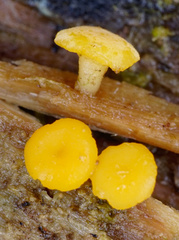 Hymenoscyphus laetus