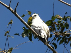 Pseudastur albicollis