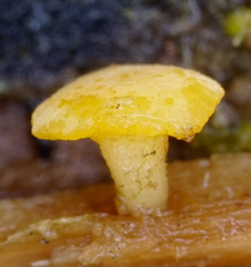 Hymenoscyphus laetus