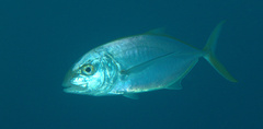 Caranx bartholomaei