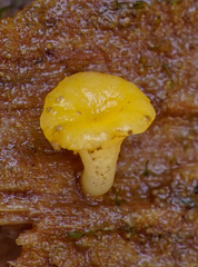 Hymenoscyphus laetus