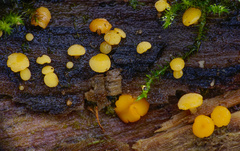 Hymenoscyphus laetus