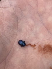 Chrysolina schaefferi