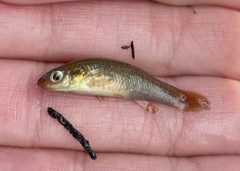 Fundulus rubrifrons