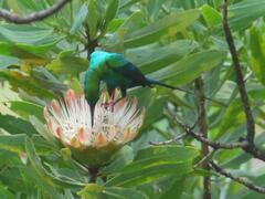 Nectarinia famosa