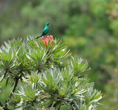 Nectarinia famosa