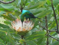 Nectarinia famosa
