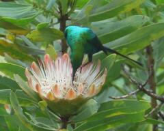 Nectarinia famosa