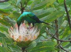 Nectarinia famosa