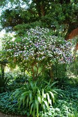 Brunfelsia australis