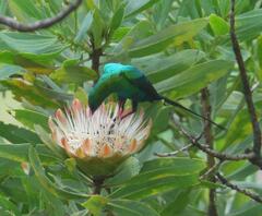 Nectarinia famosa