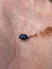 Chrysolina schaefferi