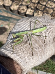 Coptopteryx argentina