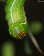 Amphipyra effusa