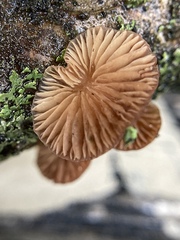 Scytinotus ringens