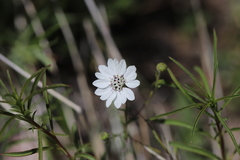 Blepharipappus scaber