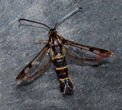 Synanthedon tipuliformis