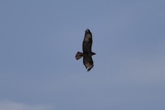 Buteo buteo