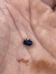 Chrysolina schaefferi