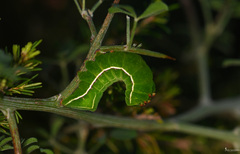 Amphipyra effusa