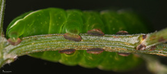 Amphipyra effusa