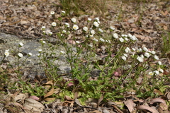 Perezia multiflora sonchifolia