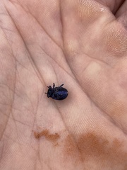 Chrysolina schaefferi