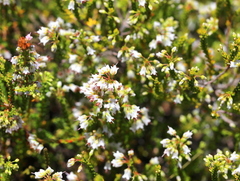 Erica capillaris