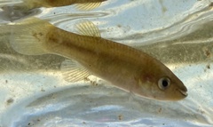 Fundulus rubrifrons