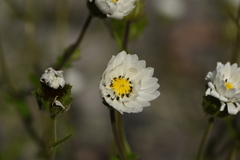 Perezia multiflora sonchifolia
