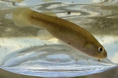 Fundulus rubrifrons