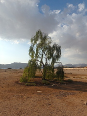 Acacia salicina