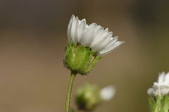 Perezia multiflora sonchifolia