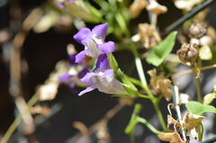Maurandya antirrhiniflora