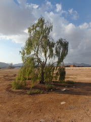 Acacia salicina