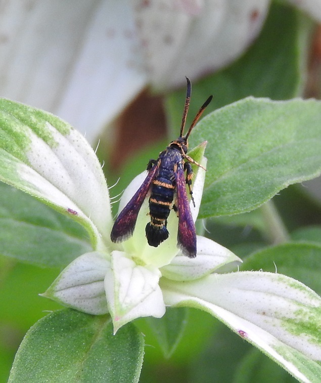 Osminia ruficornis