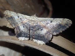 Ruttellerona pallicostaria