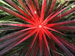 Bromelia antiacantha