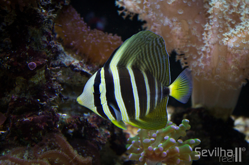 Pacific Sailfin Tang
