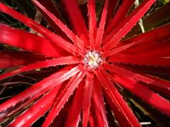 Bromelia antiacantha