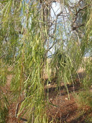 Acacia salicina